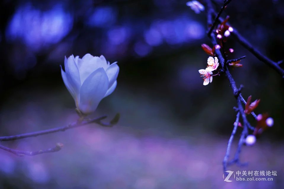 洛阳西雅图大酒店隋唐佳能专卖王城路店活动拍车模！！！！！！！！！！！！