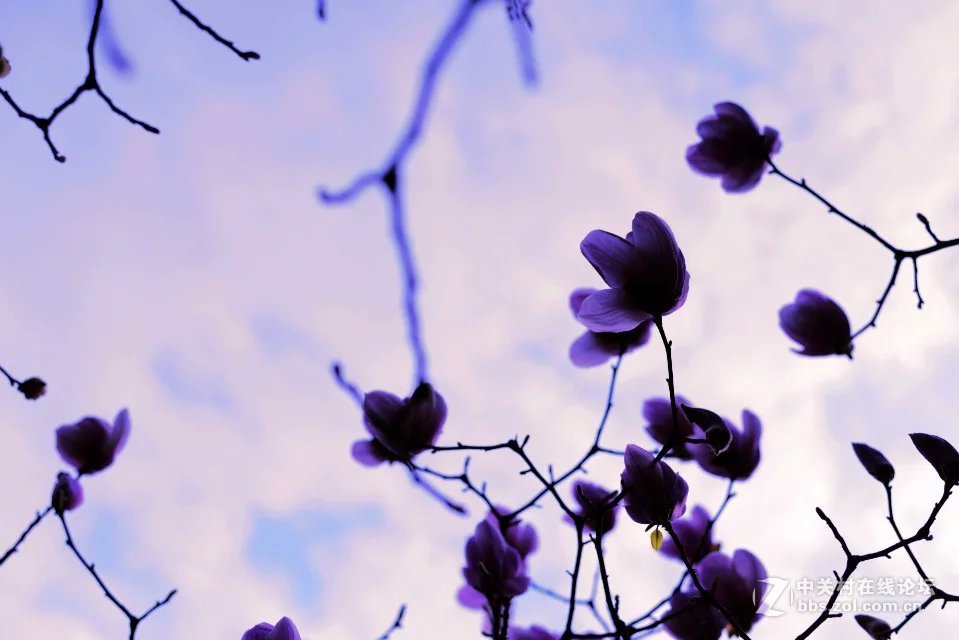 洛阳西雅图大酒店隋唐佳能专卖王城路店活动拍车模！！！！！！！！！！！！