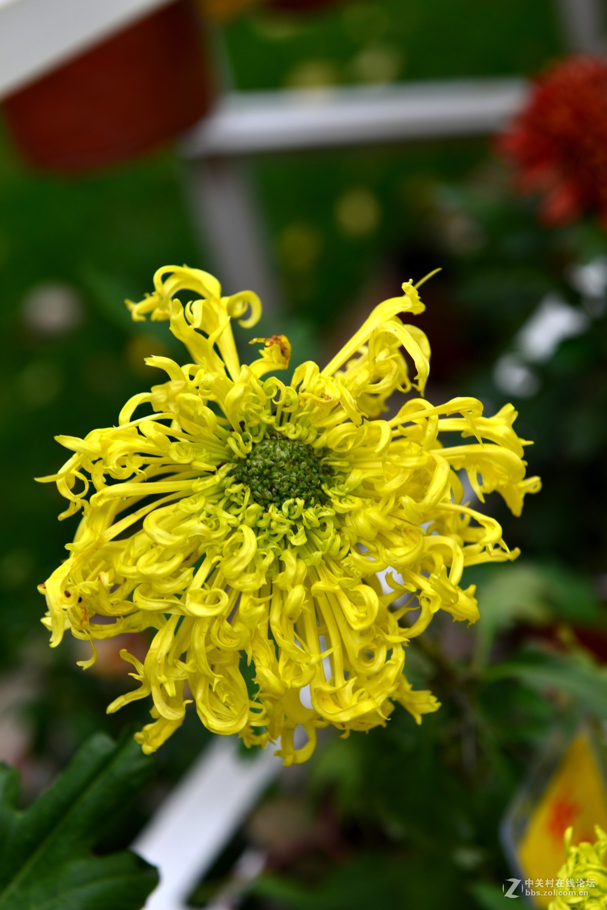 新疆伊宁市人民公园菊花20161017