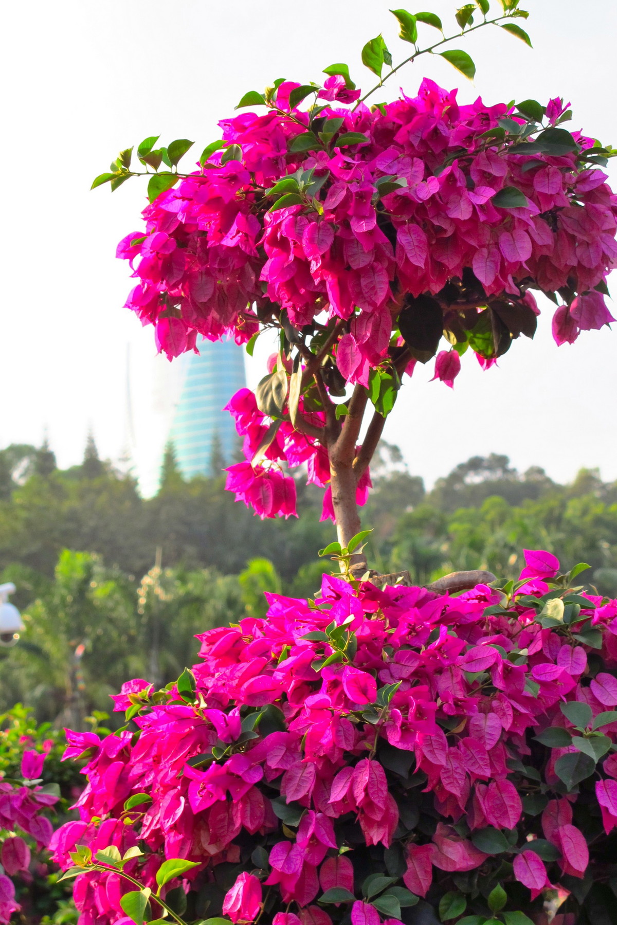 深圳市花是什么花(深圳市花是什么花啊)