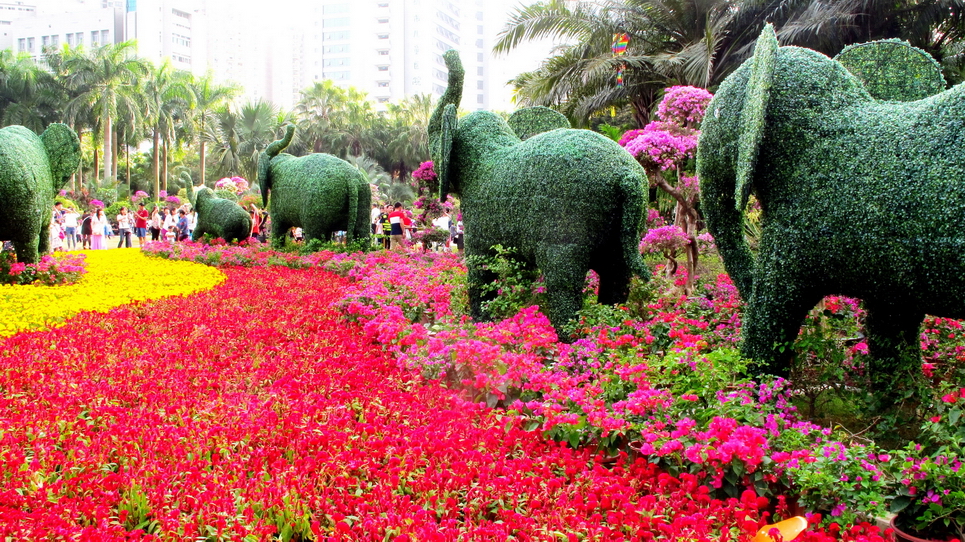深圳市市花（簕杜鹃）展