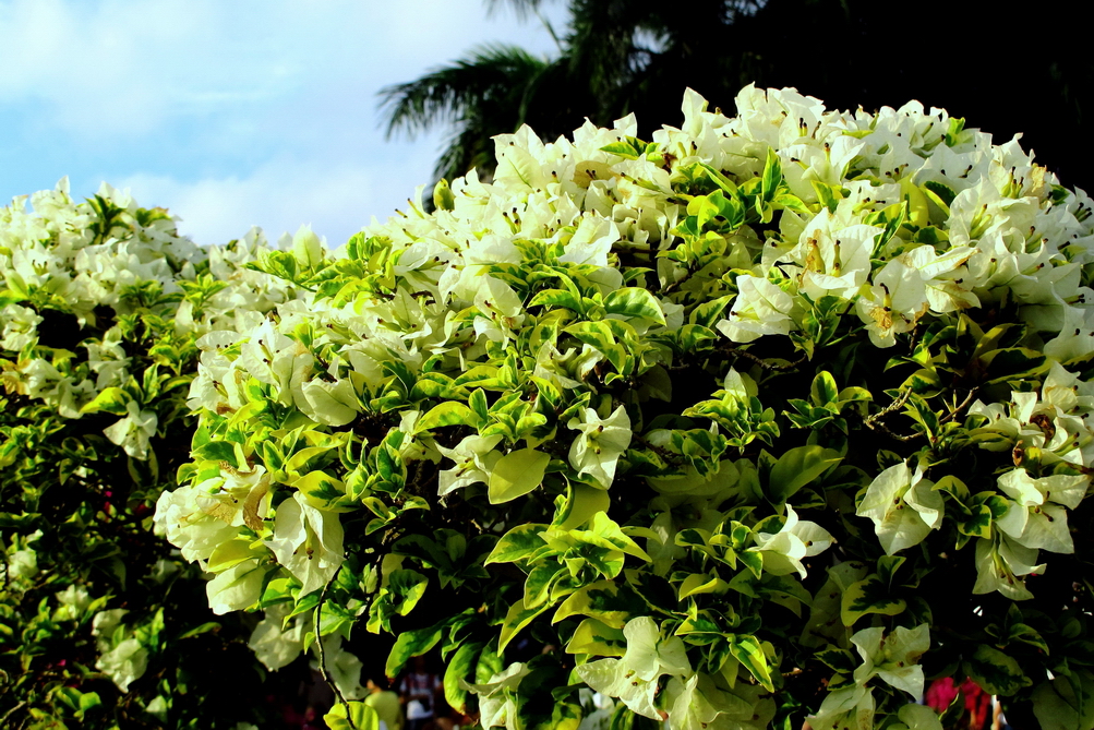 深圳市市花（簕杜鹃）展