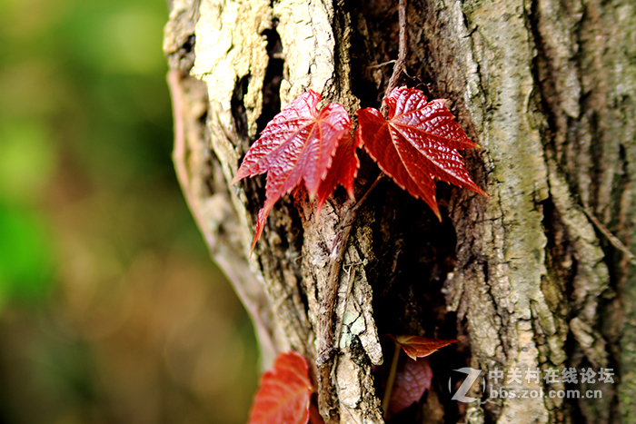 国货当自强，为永诺85mm/f1.8点赞