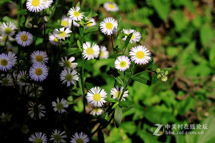 国货当自强，为永诺85mm/f1.8点赞