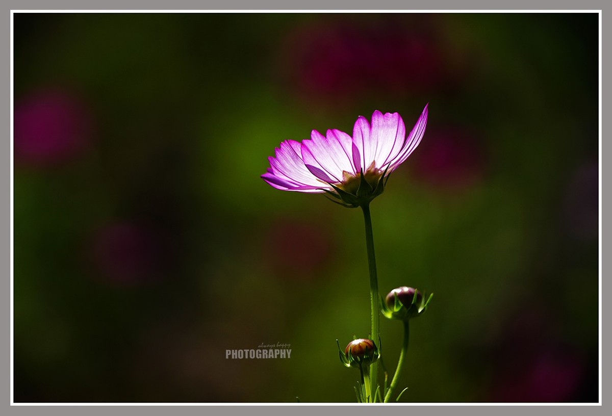 束花贺双节