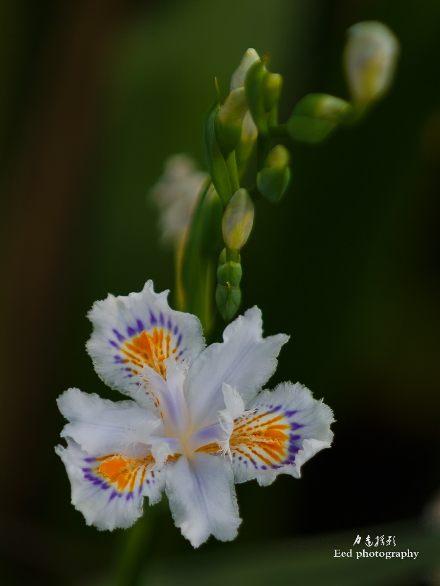 扁竹兰（70-200变焦头，大光圈试拍小花）