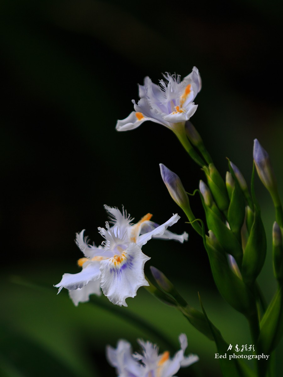 扁竹兰（70-200变焦头，大光圈试拍小花）