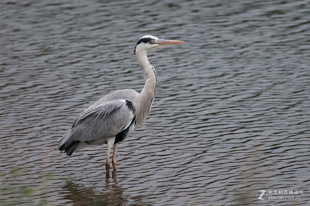 仙风道骨今有谁--苍鹭