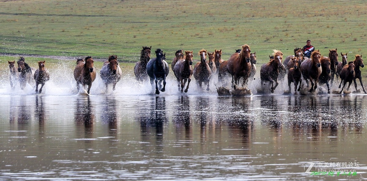 金秋乌兰布统摄影采风野鸭湖群马奔腾快拍