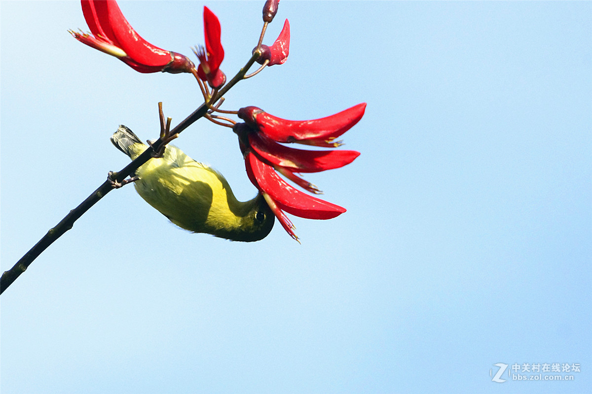 秋高气爽象牙红二