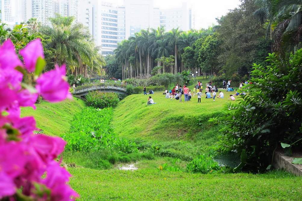 深圳市市花（簕杜鹃）展