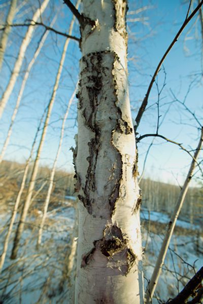 一路找北漠河行