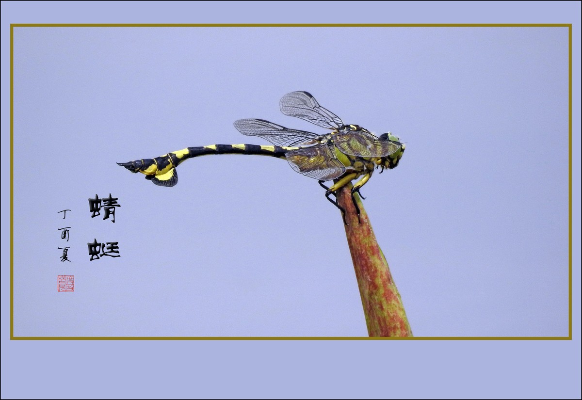小荷才露尖尖角早有蜻蜓立上头