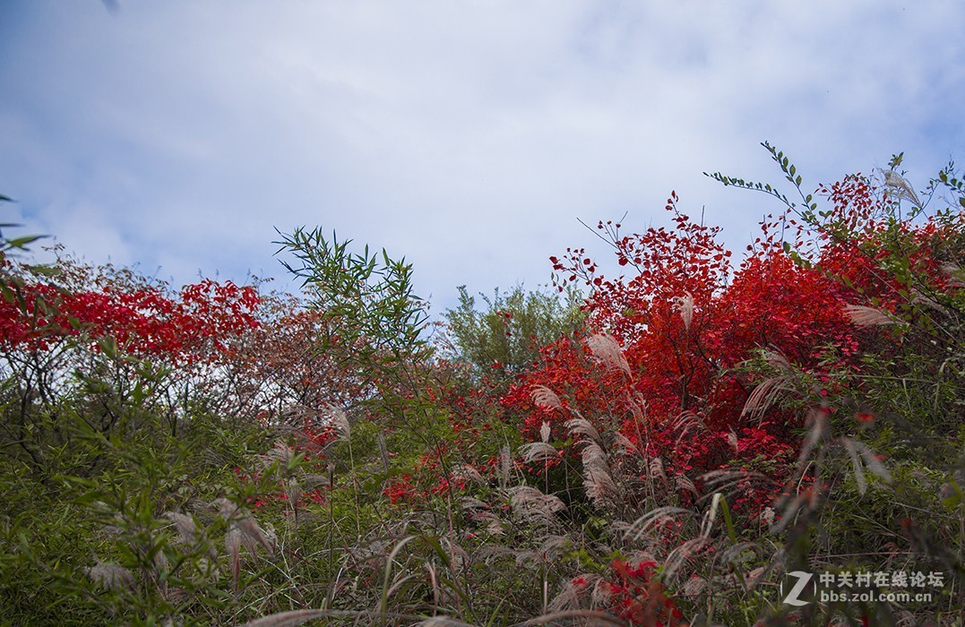 #佳能月赛-一叶知秋#塔盘沟秋景