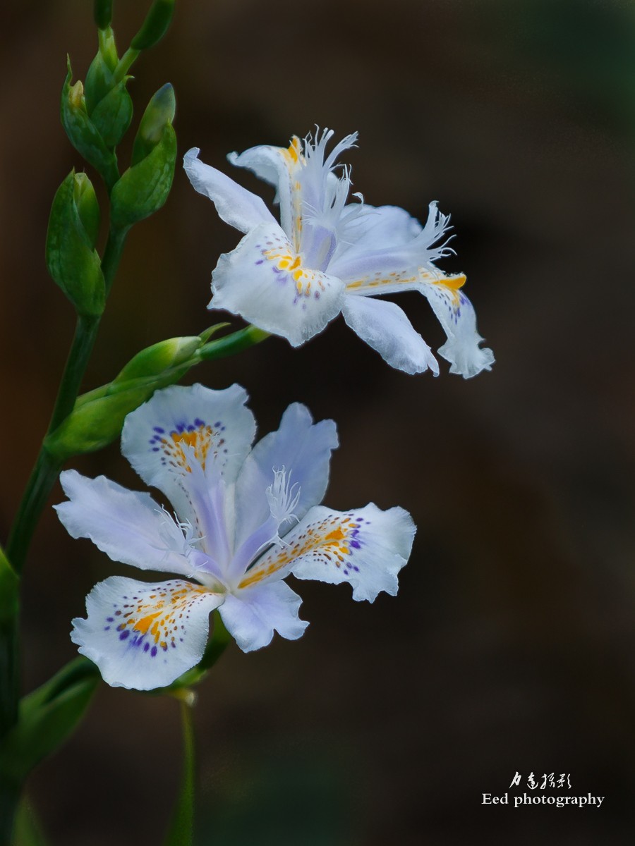 扁竹兰（70-200变焦头，大光圈试拍小花）