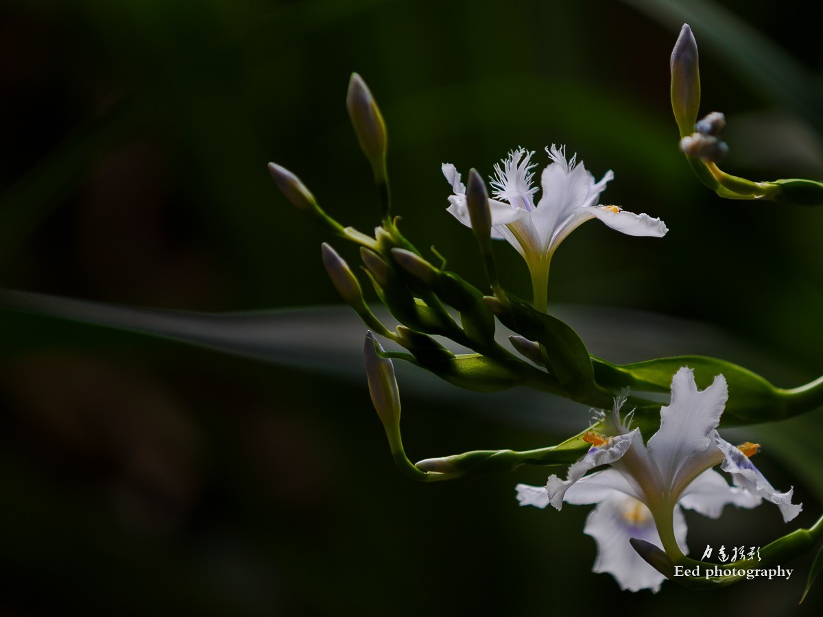扁竹兰（70-200变焦头，大光圈试拍小花）