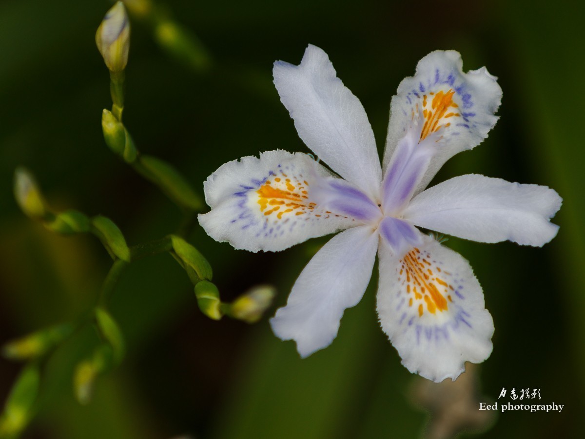 扁竹兰（70-200变焦头，大光圈试拍小花）