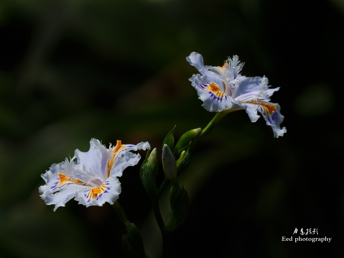 扁竹兰（70-200变焦头，大光圈试拍小花）