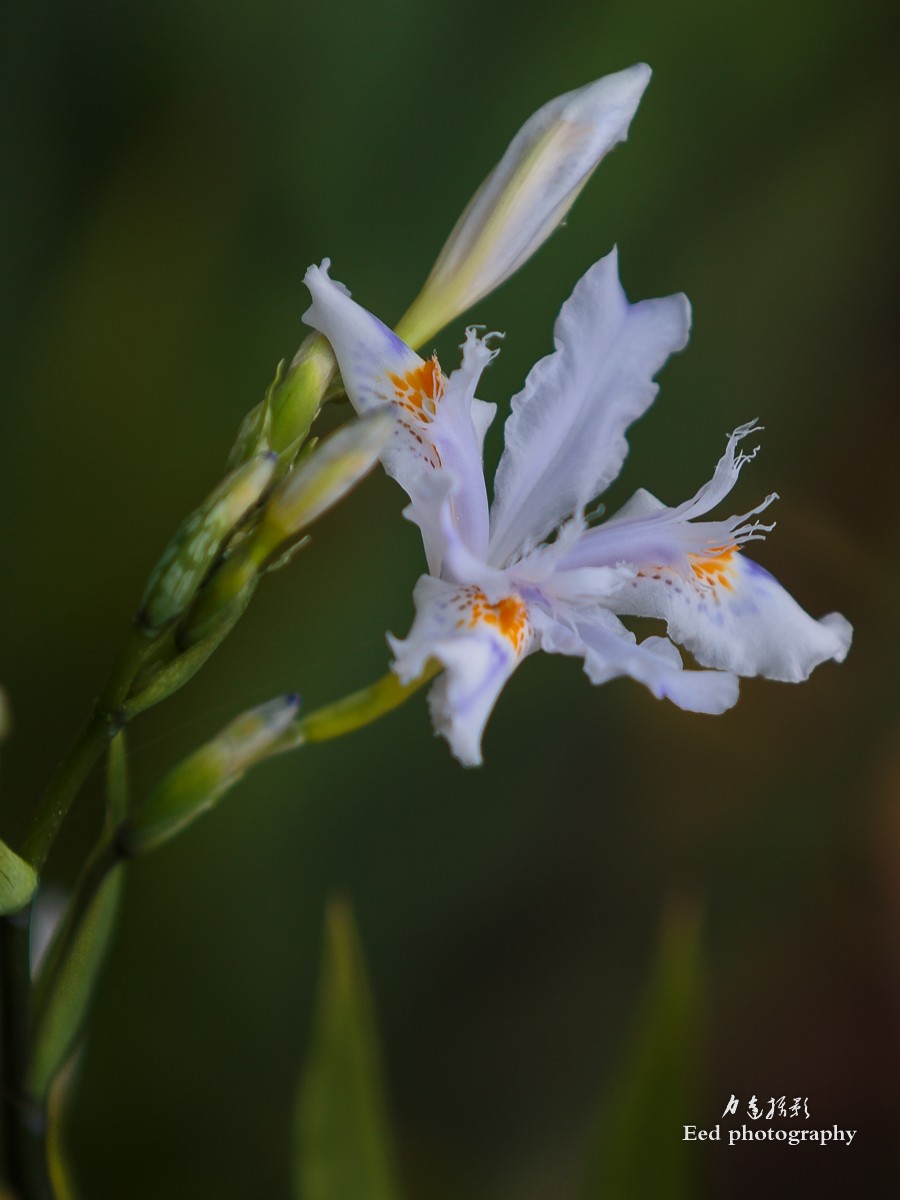 扁竹兰（70-200变焦头，大光圈试拍小花）