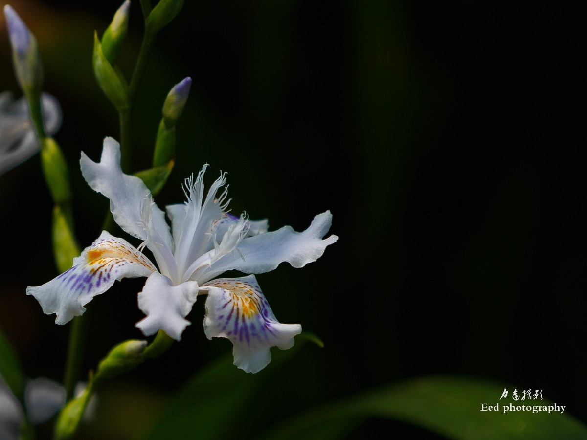 扁竹兰（70-200变焦头，大光圈试拍小花）