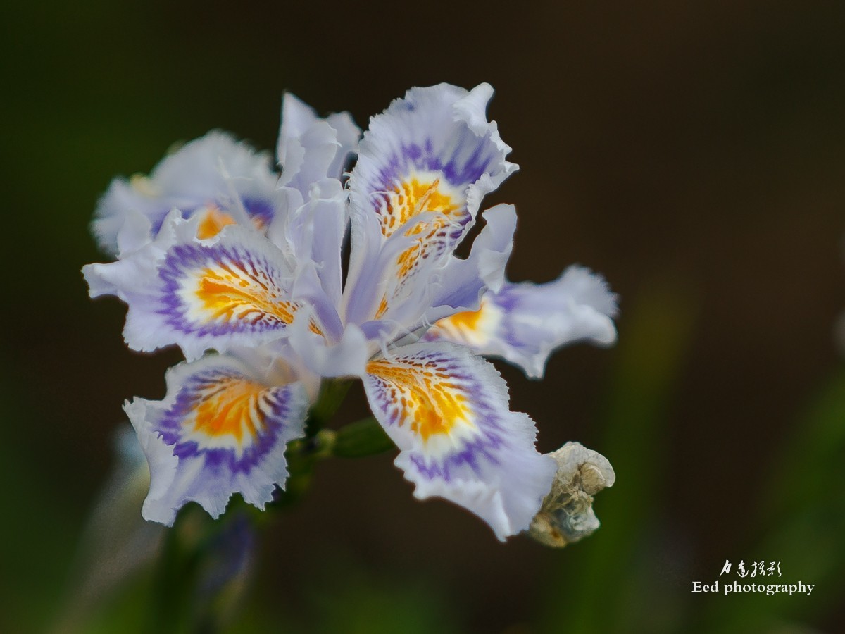 扁竹兰（70-200变焦头，大光圈试拍小花）
