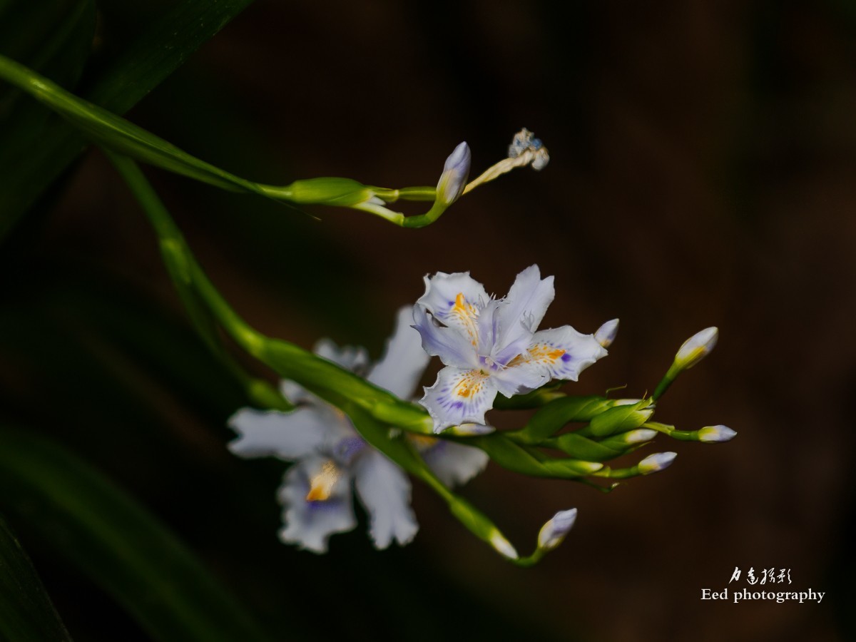 扁竹兰（70-200变焦头，大光圈试拍小花）