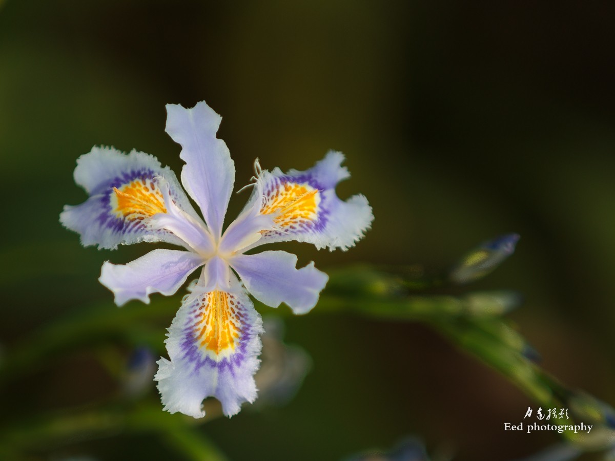 扁竹兰（70-200变焦头，大光圈试拍小花）