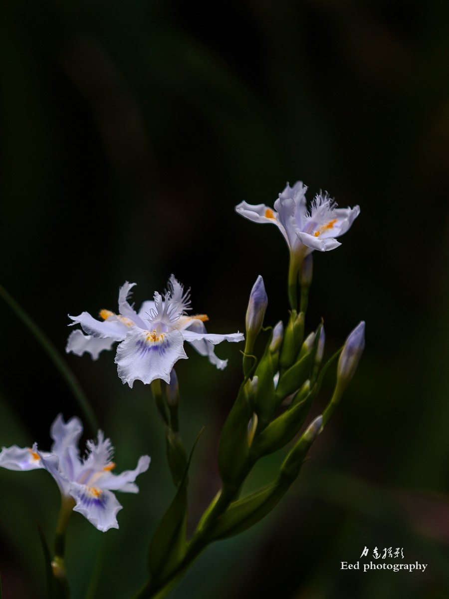 扁竹兰（70-200变焦头，大光圈试拍小花）