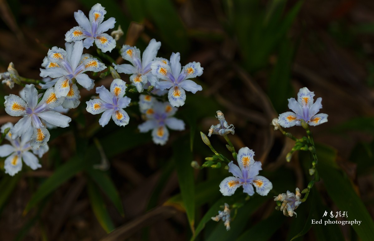 扁竹兰（70-200变焦头，大光圈试拍小花）
