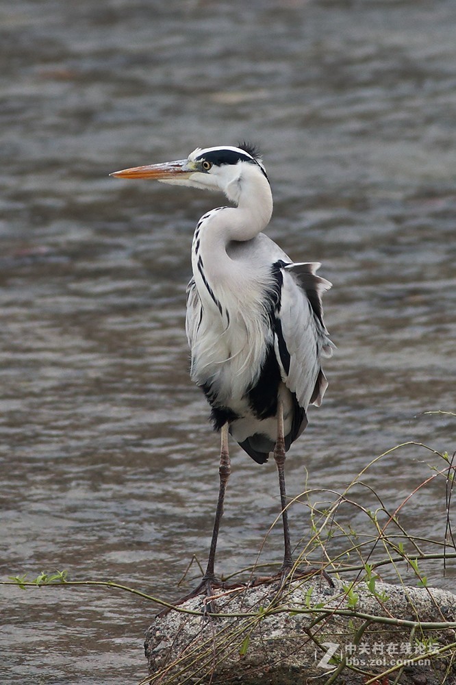 仙风道骨今有谁--苍鹭