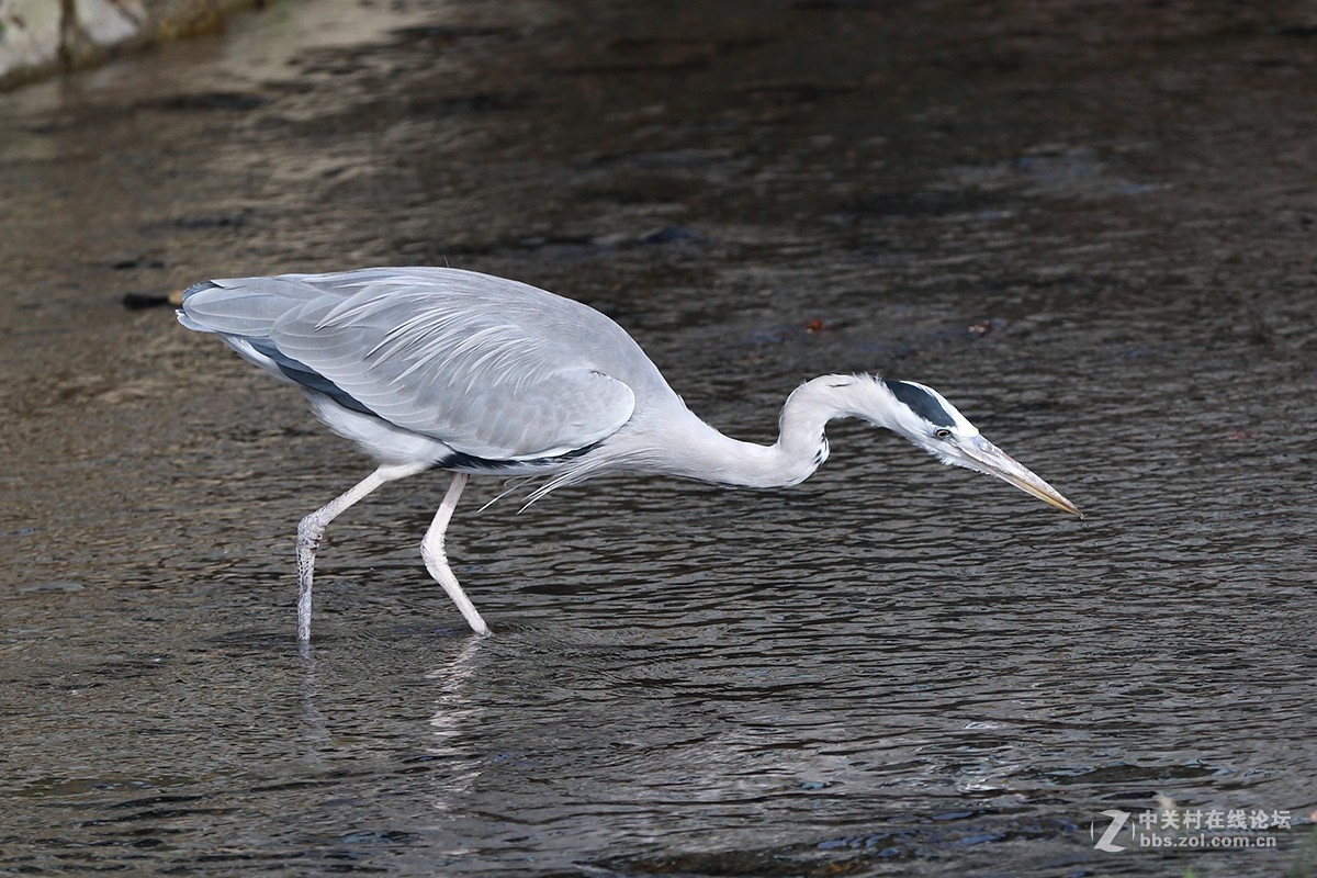 仙风道骨今有谁--苍鹭