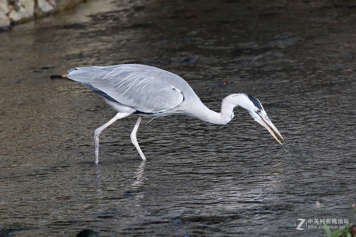 仙风道骨今有谁--苍鹭
