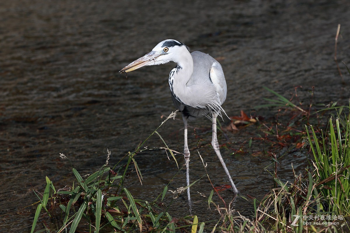 仙风道骨今有谁--苍鹭