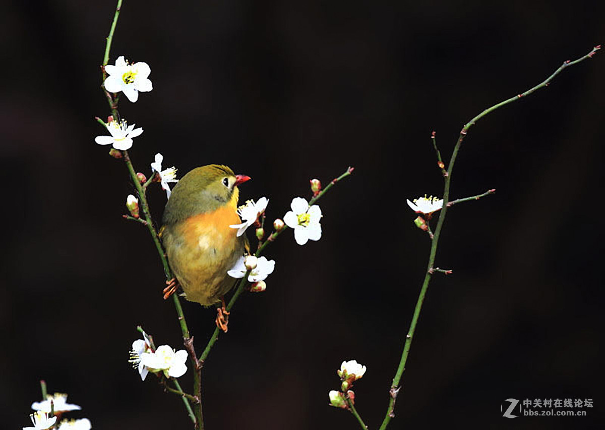 梅花與相思鳥