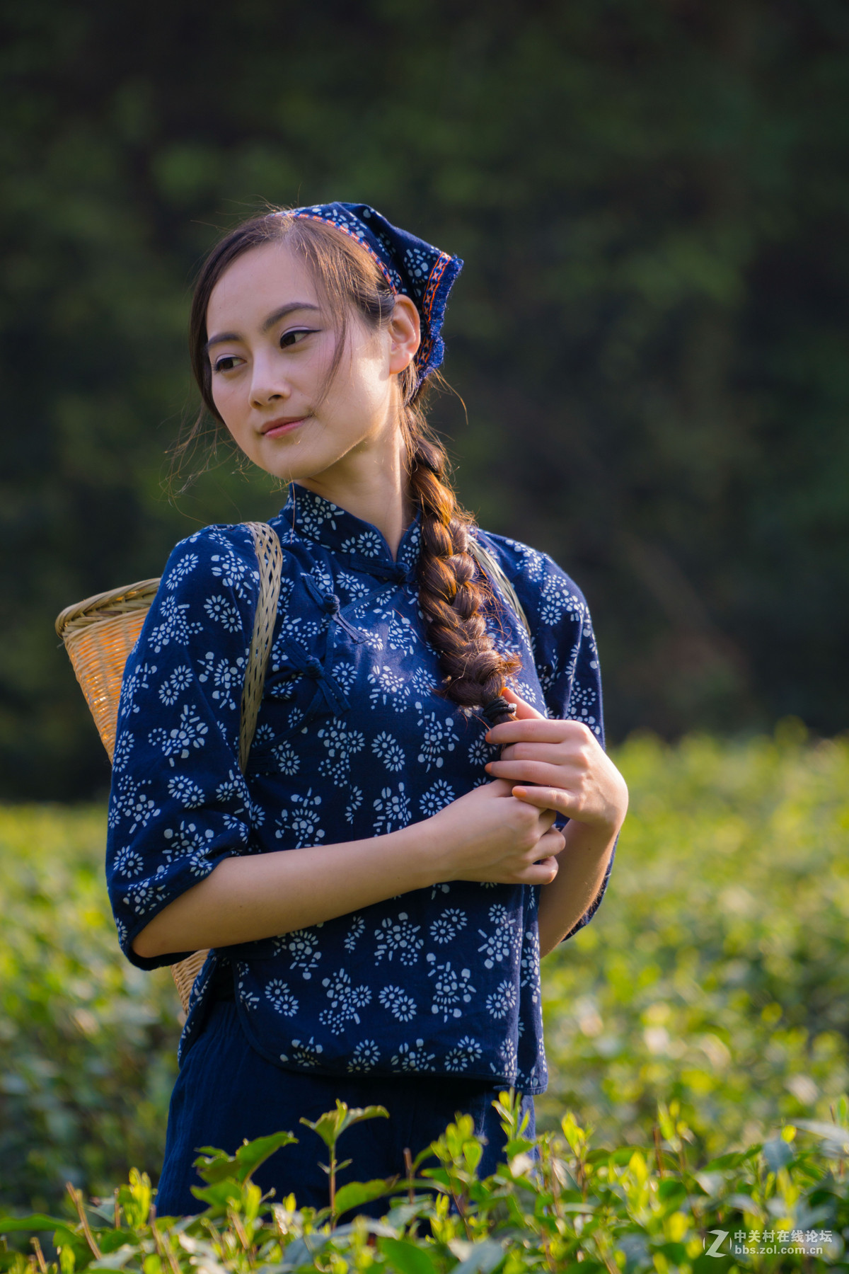 新竹背篓采茶女俏影丽容赛繁花