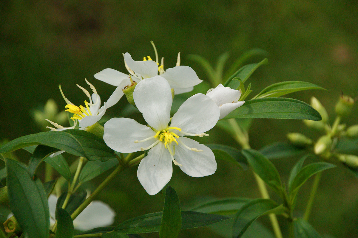 白花野牡丹