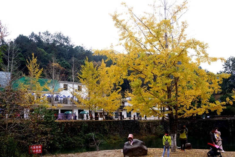 广东韶关南雄银杏