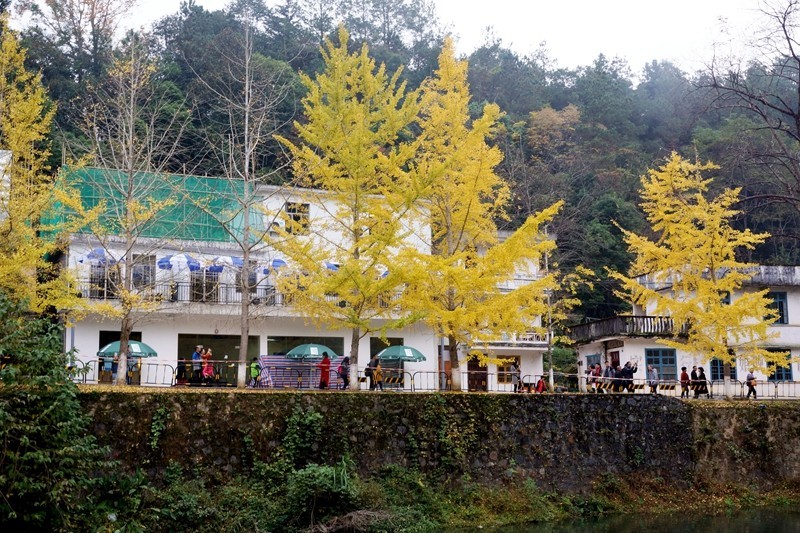 广东韶关南雄银杏