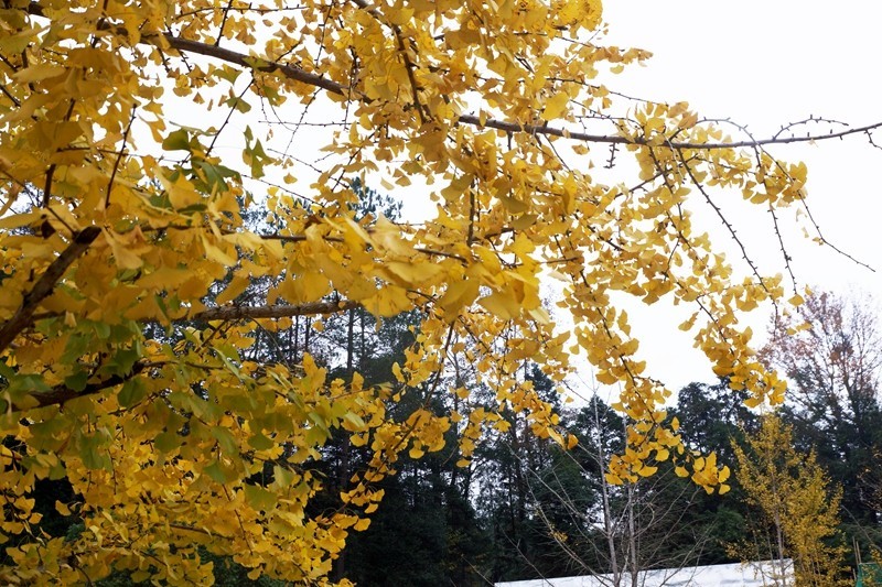 广东韶关南雄银杏