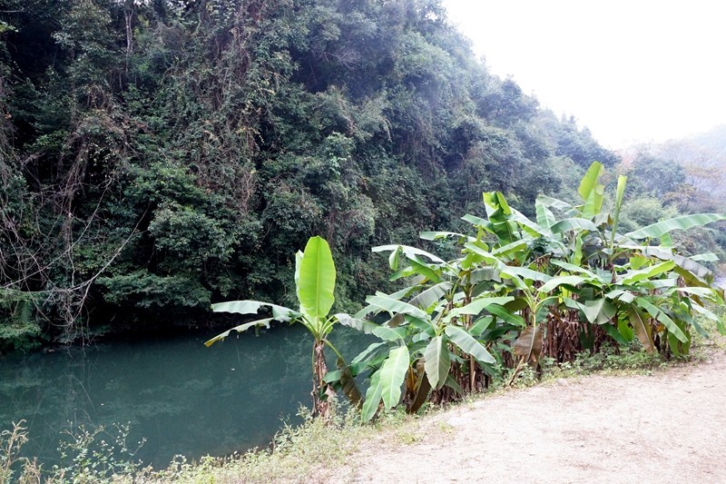 广东韶关南雄银杏