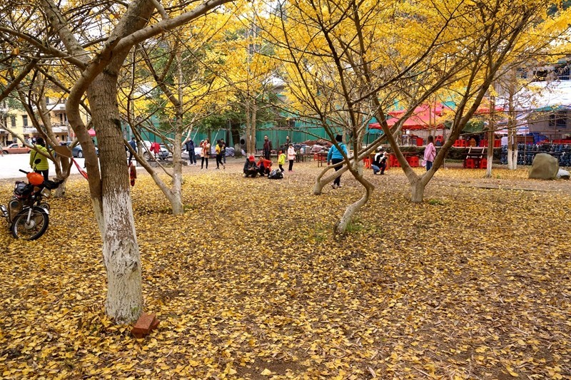 广东韶关南雄银杏