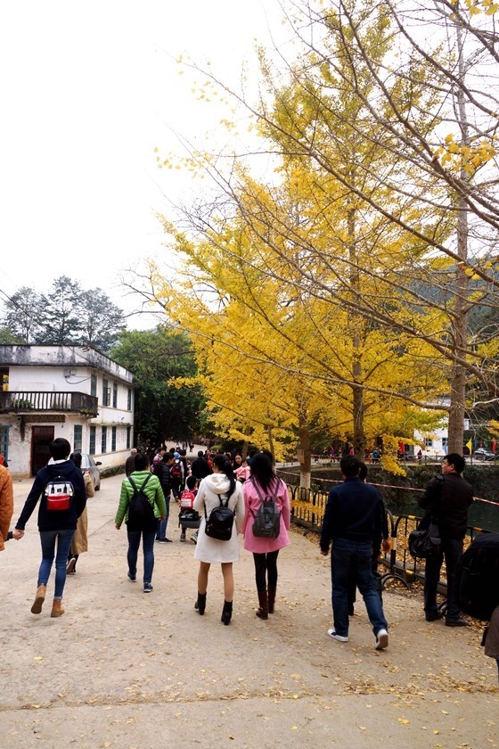 广东韶关南雄银杏