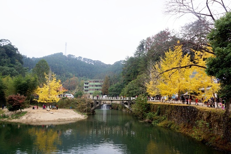 广东韶关南雄银杏