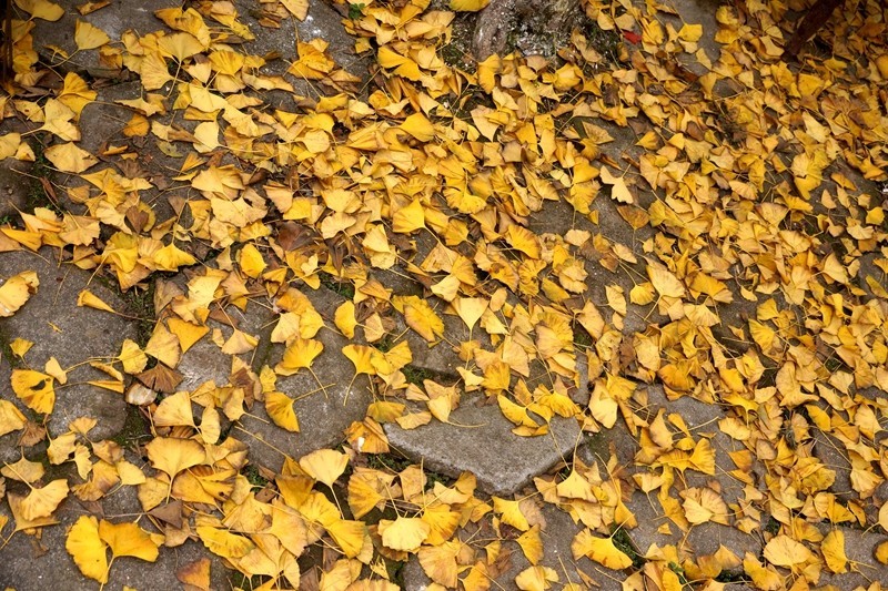 广东韶关南雄银杏