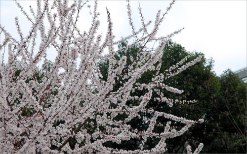 #佳能月赛-行走的印记#圣洁的白