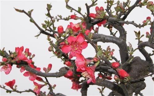 #佳能月赛-行走的印记#傲居枝头