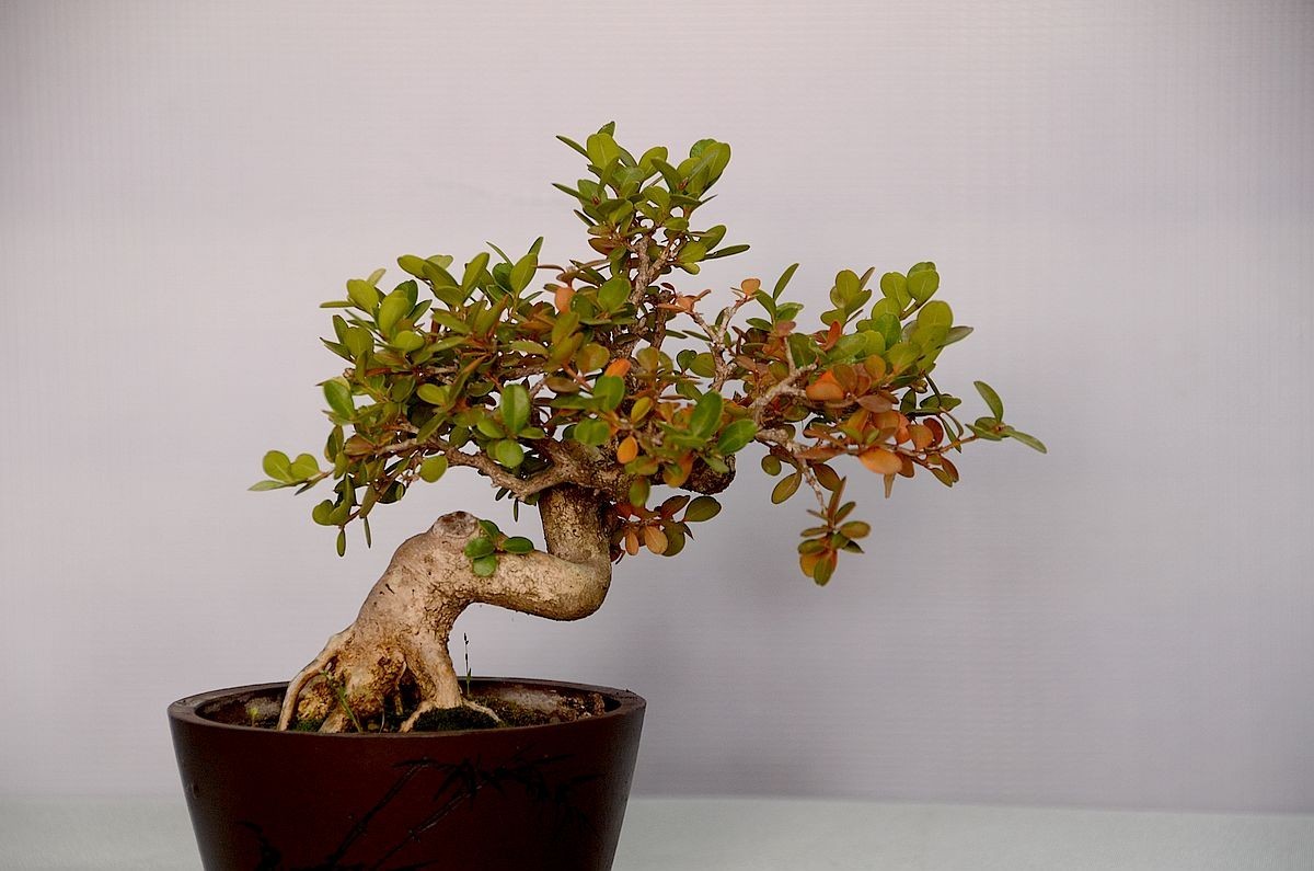 颐和园梅展 ------- 盆    景