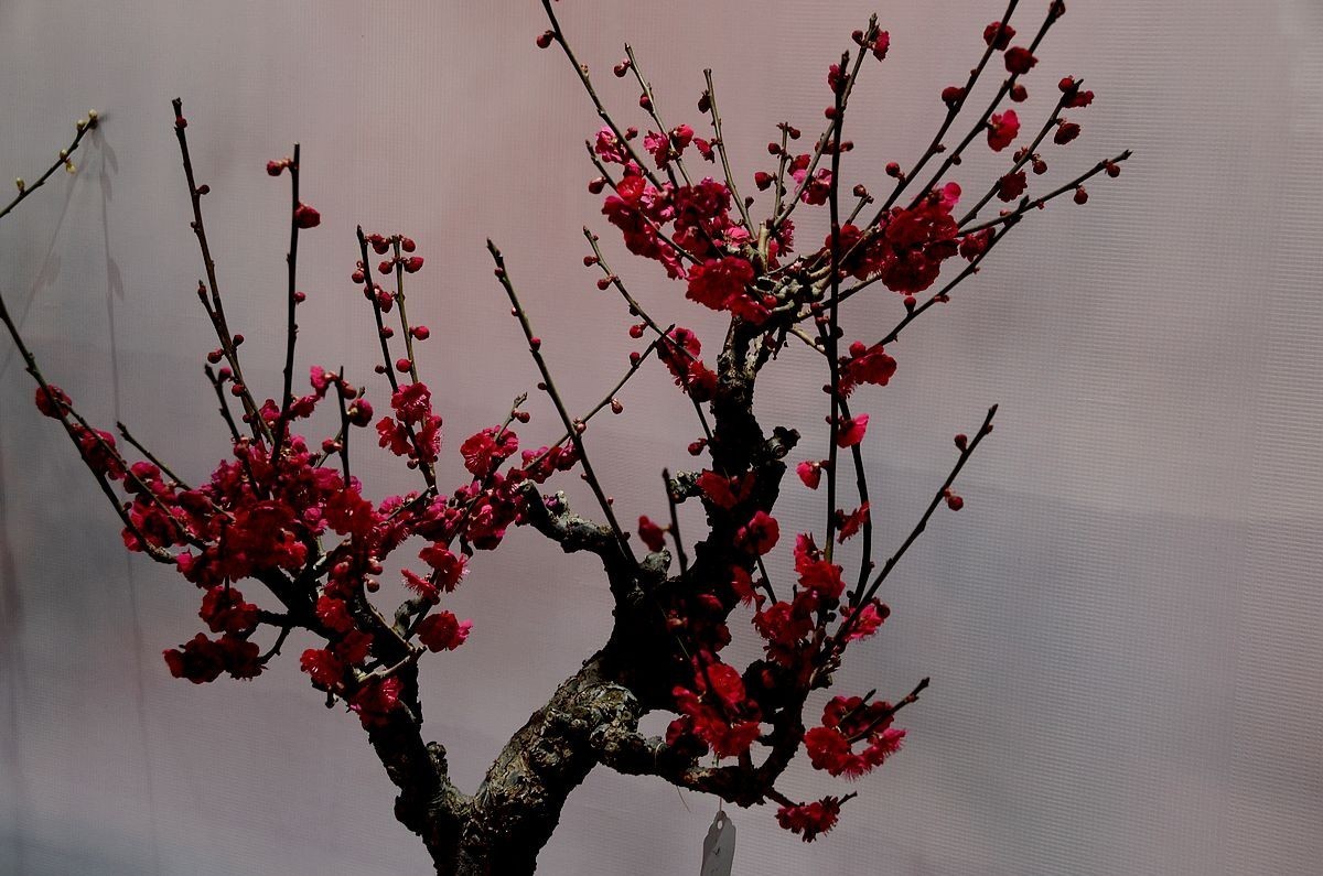 颐和园梅展 ------- 盆    景