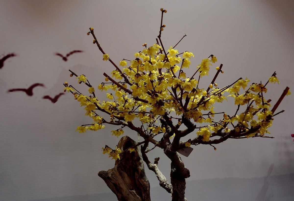 颐和园梅展 ------- 盆    景