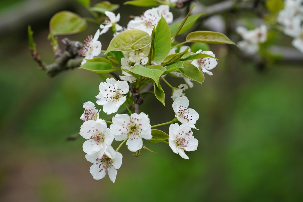 梨花